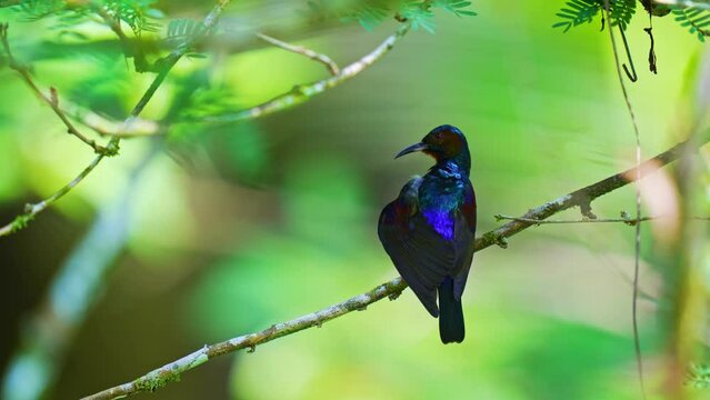 colorful Brown Throated Sunbird in wildlife perch on a flower tree to eat
