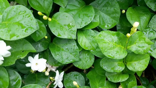 Close up of jasmine bush after rain with raindrops across all of it. Jasmine flower exposed to raindrops