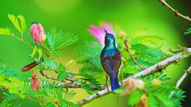 colorful Brown Throated Sunbird in wildlife perch on a flower tree to eat