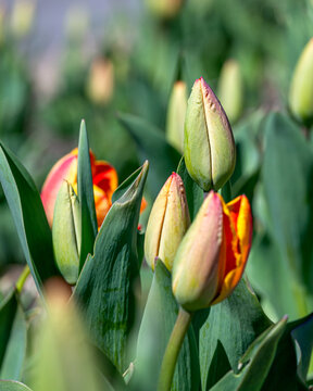 Tulips are blooming at spring time under a sunny day	