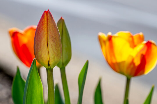 Tulips are blooming at spring time under a sunny day	