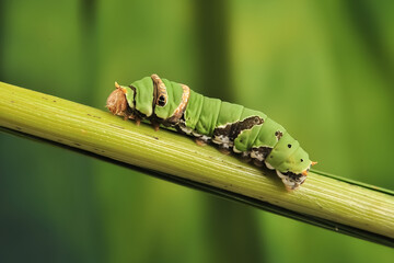 A Caterpillar Citrus Swallowtail
