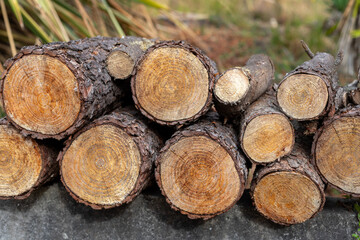 Stack of pine firewood