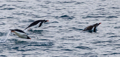 Fort Point Antartica Last Landing