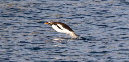 Fort Point Antartica Last Landing