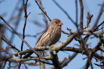 Female House finch perched in a tree
