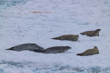 he Gullet Cracling Ice and Narrow Channel Antartica