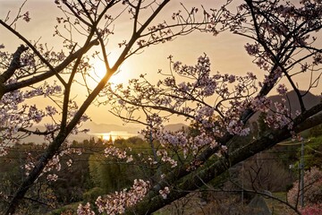 瀬戸内海開山公園に登る朝日と桜