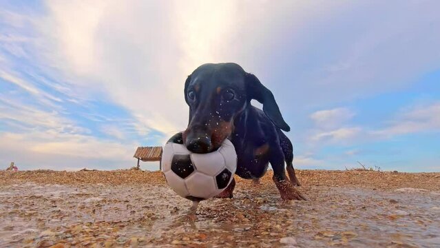 Dachshund on beach takes ball out of water and runs away before ocean wave hits. Wet animal runs after ball in ocean on beach in summer