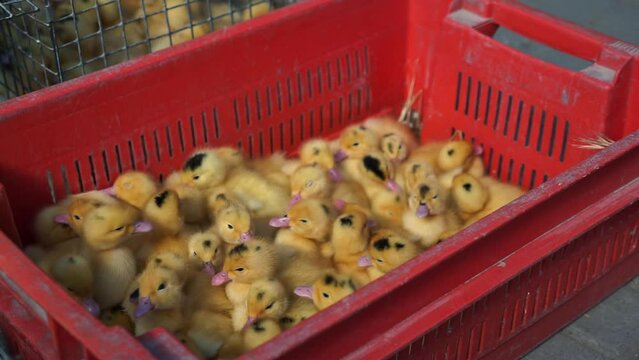 Little ducklings chirp huddling together in box. Tiny ducklings waddle and examine surroundings with curiosity sitting in limited space