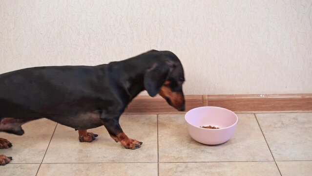 Dachshund eats dry food served by owner in porcelain bowl. Funny puppy enthusiastically crunches meat pellets enjoying taste of food