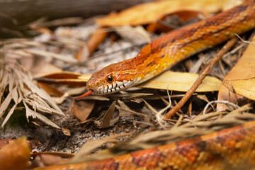 A corn snake (Pantherophis guttatus) in the woods in southwest Florida