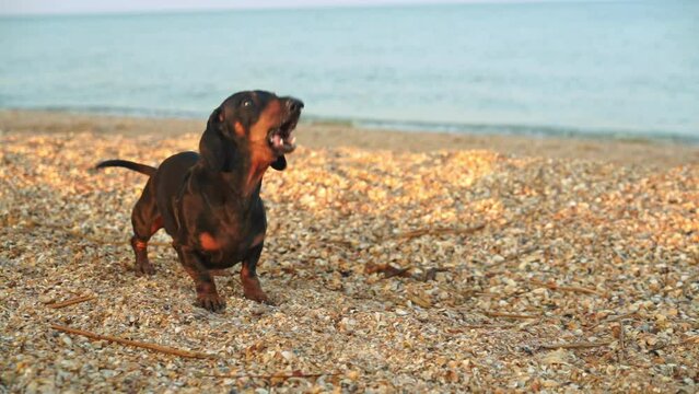 Small dog barks on sandy beach swinging tail near ocean. Funny dachshund actively barks of joy with owner near sea on nature in summer