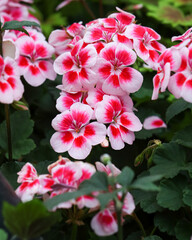 Petals of blooming Regal Pelargonium. Close up of red and white flowers. Nature background
