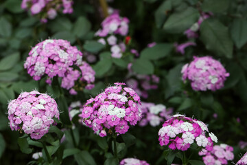 Beautiful flowering pink, purple and white dianthus sweet pink flowers or Sweet William flowers in a garden.
