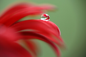 A translucent dew drop on the tip of beautiful red flower petal. Macro photography
