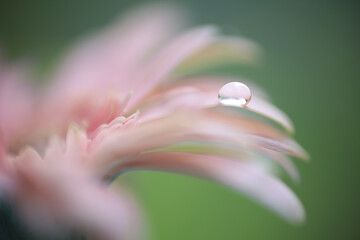 A translucent dew drop on the tip of beautiful pink flower petal. Macro photography

