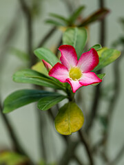Beautiful Pink Adenium obesum (Forssk) flower. Red flower in the garden
