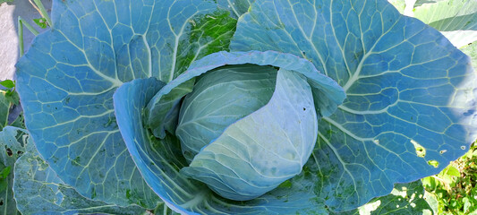cabbage grows in the farmer field. white head cabbages	
