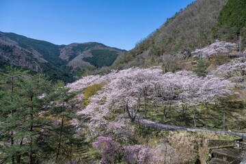 大野ダムで青空バックに見た満開の桜の情景