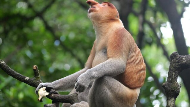An adult male proboscis monkey (Nasalis larvatus)alpha male is enjoying sitting on a tree. Proboscis monkeys are endemic to the island of Borneo, which are scattered in mangroves, swamps and coastal.
