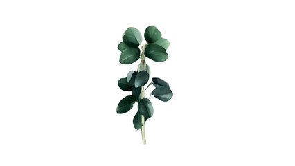 Obraz premium Nature's Aroma: Fragrant Eucalyptus Leaves