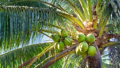 coconut palm tree palm, tree, coconut, tropical, nature, leaf, green, plant - obrazy, fototapety, plakaty