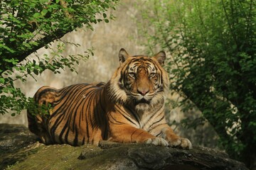 A Sumatran tiger sits on a rock at noon while looking ahead