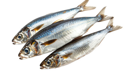 Seafish anchovy fish isolated on white background - obrazy, fototapety, plakaty