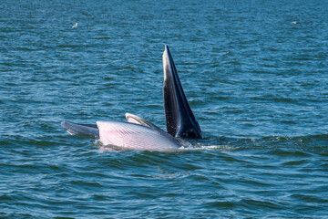 Obraz premium Buda Whale