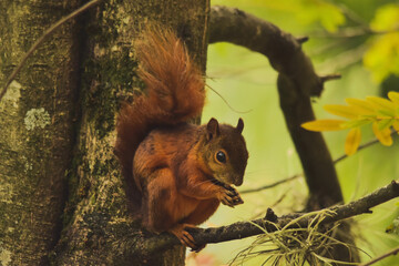 Obraz premium Fauna Flora Alimentos Cotidianidad Panoramicas Murales