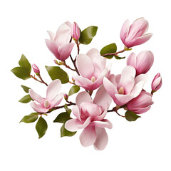 Beautiful Magnolias Isolated On White Background