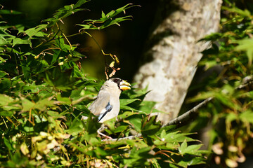モミジの木に止まるイカルの幼鳥