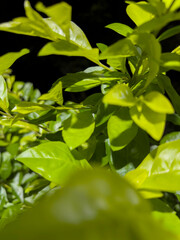 Folha verde natureza tradicional 4k 60fps