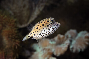 indonesia under water puffer fish, underwater sea fish