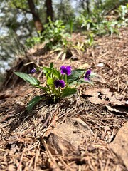 a cute violet in the forest