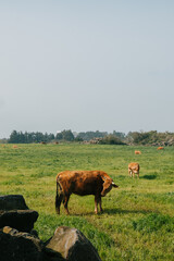 Farm animals on a green field on a sunny day. White horses and orange cows on a farm eating grass.