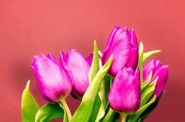 Fresh flower composition, bouquet of bi color tulips