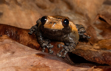 The Natural Camouflage of a Wild Toad Or Tree Frog Blends Seamlessly with the Autumn Leaves.  Wildlife Photography.