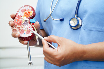 Chronic kidney disease, doctor with model for treatment urinary system, urology, Estimated...