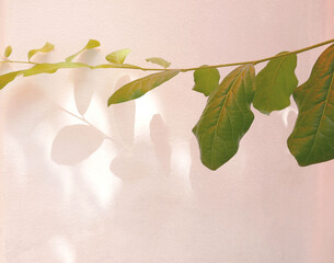 Natural shadow of green leaves on a white wall background - 791231725