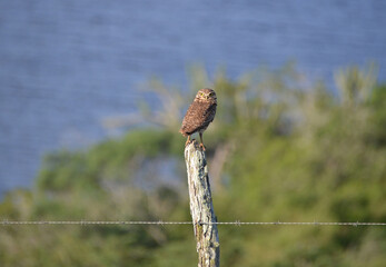 Owl in focus on the stump of the farm fence observing the perimeter of the nest with the blue lake...