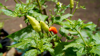 Fresh red and yellowish green cayenne peppers are still attached to the tree, ready to be harvested...