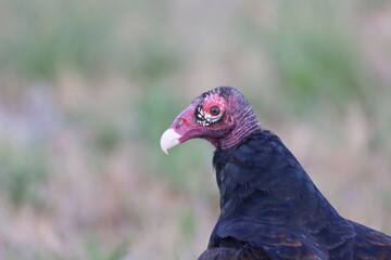 Turkey Vulture 