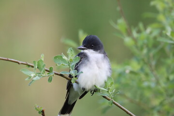 Eastern Kingbird