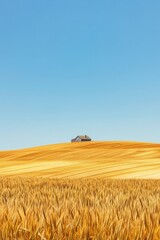 Fototapeta premium A vast golden wheat field stretching to the horizon under a clear blue sky, with a lone farmhouse nestled amidst the crops, Generative AI