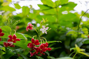 Obraz na płótnie Canvas 봄의 사군자꽃(Combretum indicum)이 피어있는 클로즈업 사진