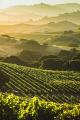 Rolling hills of vibrant green vineyards bathed in golden sunlight, with workers harvesting grapes...
