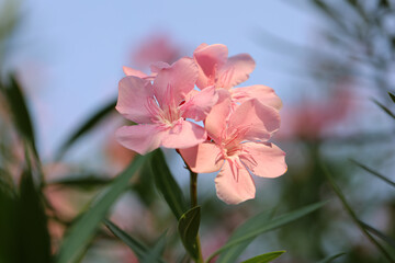 Close up of pink oleander flower. Close up image of blooming pink oleander flowers with blurry...