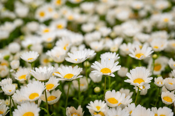 봄비 내리는 하얀 데이지 꽃의 클로즈업 사진